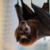 Batweek - Eine Woche im Zeichen der Fledermäuse