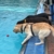 Erstes Hundebaden beschließt Rekordsaison im Quickborner Kult-Freibad