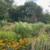 Offener Garten im Herbstlicht
