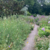 Sommerblühen im offenen Garten in Norderstedt