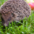Stille Gefahr im Garten: Wenn Mähroboter auf Igel treffen