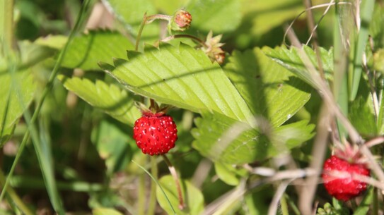 Essbarer Wald - Kräuter, Früchte, Pilze und mehr