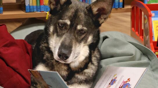 Lesetraining der Stadtbücherei mit Vorlesehund Jimmy startet im Februar