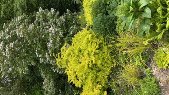 Offener Frühlingsgarten - Frühblüher die mehr zu bieten haben