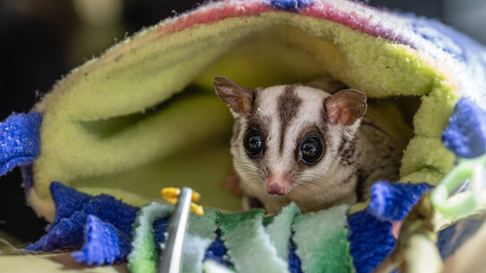 Zwei "Sugar Glider" erobern die Fledermauswelt