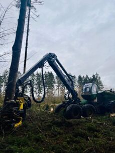 Fichten raus - Vielfalt rein - Waldumbau im Stiftungsland Schmalfelder Au
