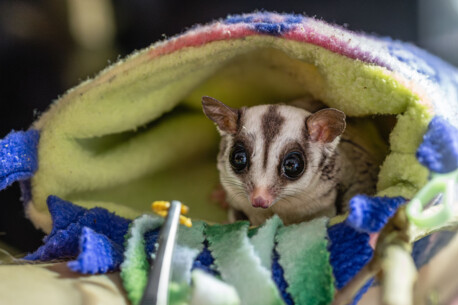 Zwei "Sugar Glider" erobern die Fledermauswelt