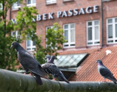 Stadttauben nicht füttern: Norderstedt setzt auf tiergerechten Umgang