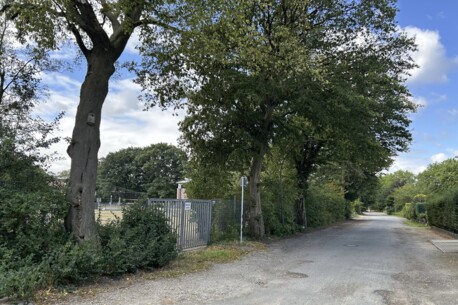 Vorsorge für den Herbst: Stadt entfernt drei pilzbefallene Bäume