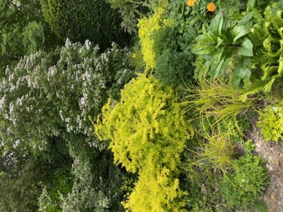 Offener Frühlingsgarten - Frühblüher die mehr zu bieten haben