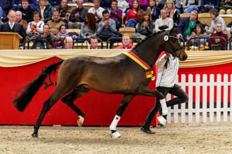 Sensationspreis für den Trakehner Siegerhengst in den Holstenhallen
