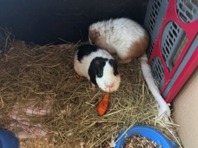 Schweinerei - Unbekannte setzen Meerschweinchen aus