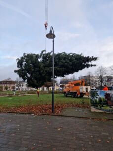 Stattliche Spende - Weihnachtsbäume strahlen in Kaltenkirchen