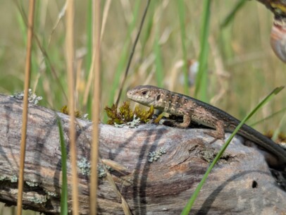 Kleine Drachen & muntere Kröten – Besuch in der Vielfalts-WG im Hasenkrug