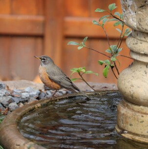 Ein „gARTENreich" für Norderstedt: Wie der naturnahe Garten im Sommer besonders wertvoll wird