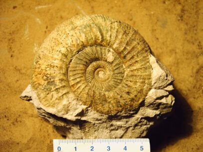 Steine erzählen - Zeitreise durch Millionen Jahre Erdgeschichte in Norderstedt