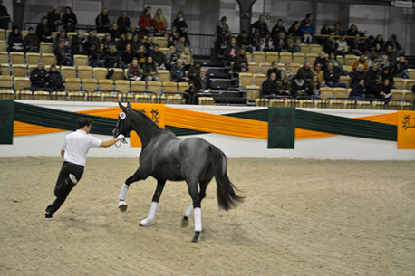 54. Trakehner Hengstmarkt (Fotogalerie)