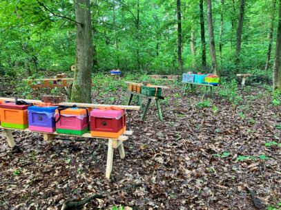 Varroaresistenzprojekt - Imker arbeiten gemeinsam an einer gesünderen Honigbiene