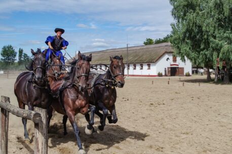 Glamour, Tempo, Emotionen: Die Trakehner Gala-Schau 2023