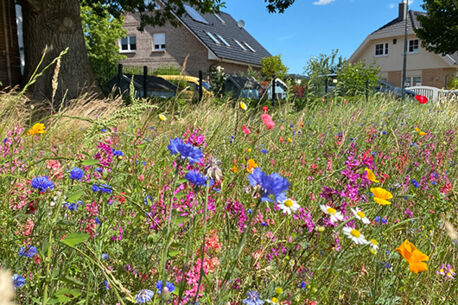 Weitere Wildblumenwiesen in Kaltenkirchen angelegt