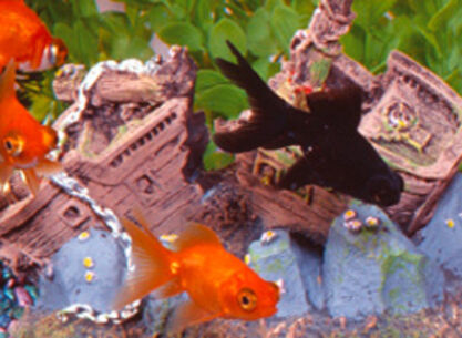 Vereinsabend mit Vortrag