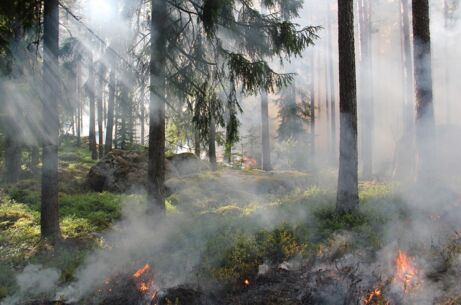 Maßnahmen und Verbote aufgrund erhöhter Waldbrandgefahr