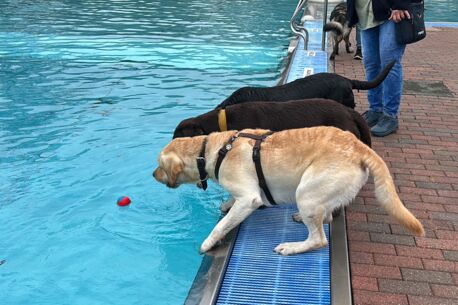 Erstes Hundebaden beschließt Rekordsaison im Quickborner Kult-Freibad