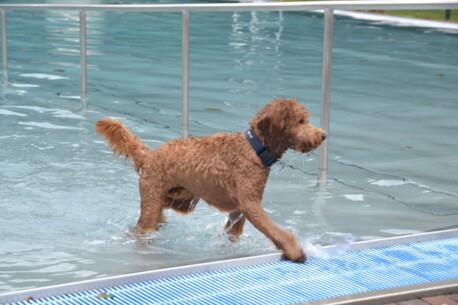 Zum Saisonabschluss gehört das Freibad den Fellnasen