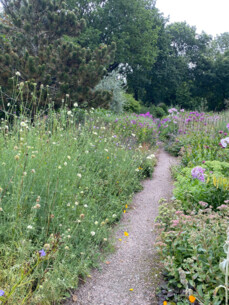 Sommerblühen im offenen Garten in Norderstedt