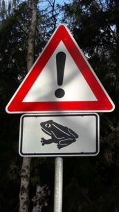 Auf Schnee und Frost folgt die Amphibienwanderung