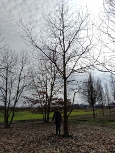 Neupflanzung einer Edelkastanie auf dem Dorotheenplatz
