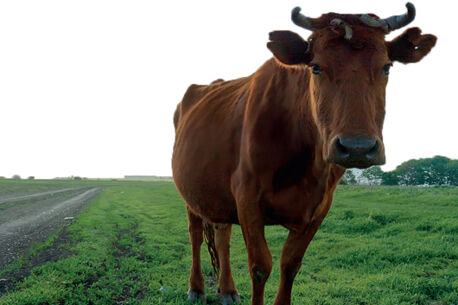 Zuchtqualität mit Zukunft