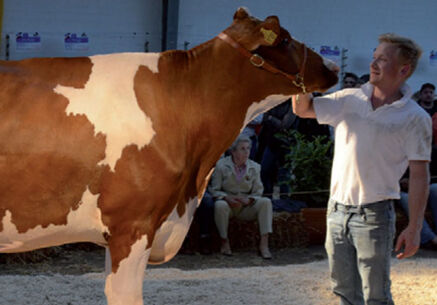 Zum Ersten! Zum Zweiten! Zum ...