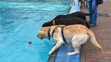 Erstes Hundebaden beschließt Rekordsaison im Quickborner Kult-Freibad
