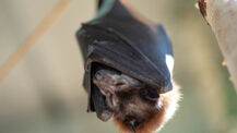 Fledermaus-Zentrum „Noctalis" trauert um Foxi