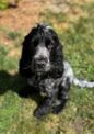 "Ist ihr Hund angemeldet?" Hundebestandsaufnahme startet in Bad Bramstedt