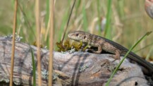 Kleine Drachen & muntere Kröten – Besuch in der Vielfalts-WG im Hasenkrug