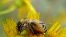 Die Hosenbiene (Dasypoda hirtipes) legt jetzt im Juni ihre Eier in Pflasterfugen ab