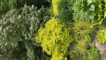 Offener Frühlingsgarten - Frühblüher die mehr zu bieten haben
