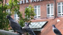 Stadttauben nicht füttern: Norderstedt setzt auf tiergerechten Umgang