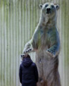 Tierpark Neumünster vor dem Umbruch: Stadt übernimmt, Eisbär Vitus muss gehen