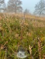 Vielfalts-Wald mit pink-blühendem Heideteppich wächst – der Waldumbau geht weiter