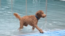Zum Saisonabschluss gehört das Freibad den Fellnasen