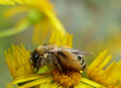Die Hosenbiene (Dasypoda hirtipes) legt jetzt im Juni ihre Eier in Pflasterfugen ab