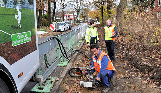 Revitalisierung der Straßenbäume am Friedrichsgaber Weg