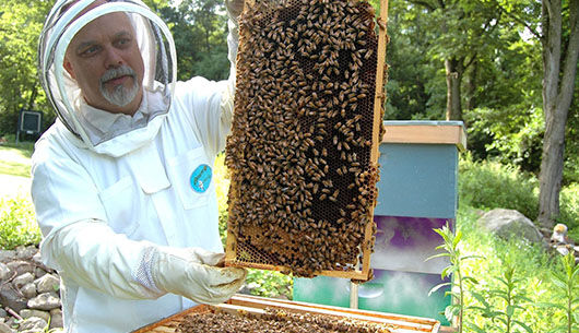 Bienen und Imkerei! – was Sie alles wissen sollten