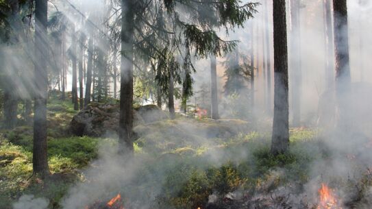 Maßnahmen und Verbote aufgrund erhöhter Waldbrandgefahr