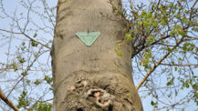 „Habitatbäume“ erfüllen wichtige Funktionen 