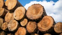 Holzbaupreis 2024 in Neumünster verliehen - zentrale Bedeutung des Rohstoffs Holz im Klimawandel