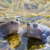 Das Hasenmoor wird wachgeküsst – für Moorfrosch, Kreuzotter und Co.